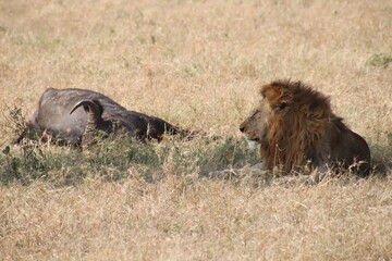 2025-09-08 Tanzania Serengeti National Park