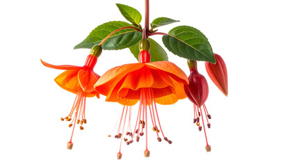 Close-up of vibrant orange & red fuchsia flowers & leaves, isolated on black
