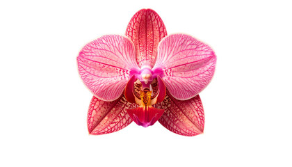Close-up of a vibrant pink and red orchid blossom against a black background