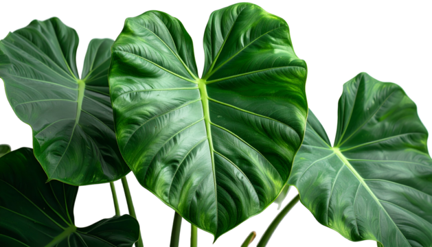 Close-up of large, vibrant green leaves with prominent veins, against a black backdrop