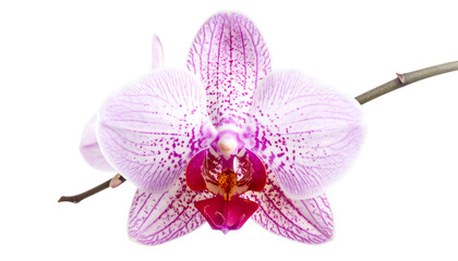 A vibrant, close-up view of a pink and white orchid blossom with intricate patterns