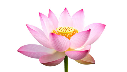 A close-up of a blooming pink lotus flower with a yellow center against a black backdrop