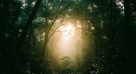Golden sunlight streaming through a dense mysterious forest canopy.