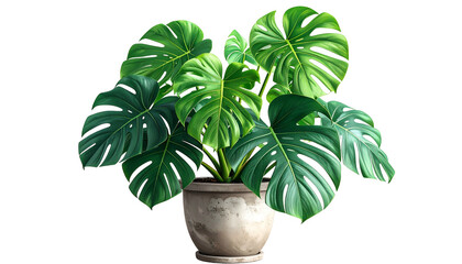 A lush, vibrant green monstera deliciosa plant with large, split leaves in a decorative pot