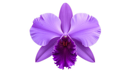 A vibrant, detailed overhead shot of a purple Cattleya orchid against a stark black backdrop