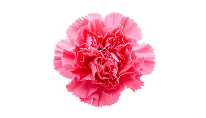 Top-down view of a vibrant pink carnation with ruffled petals against a stark black backdrop