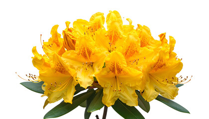 A vibrant cluster of sunny yellow rhododendron flowers in full bloom