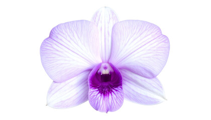 Obraz premium Close-up of a vibrant orchid blossom with purple and white hues, isolated on black (1)