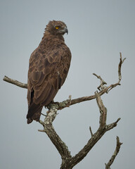 Brown snake eagle perched in a dead tree in Manyoni Game Reserve, Kwazulu-Natal, South Africa