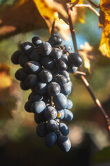 harvest of ripe fruits, a brush of black grapes on a branch against the sky