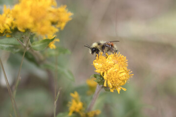 Bee on dandelion