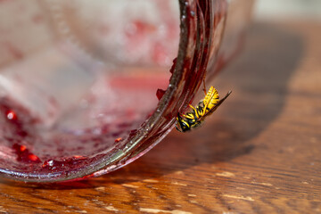 European wasp, Vespula germanica, also known as the German YellowJacket wasp, feeding from a jam jar