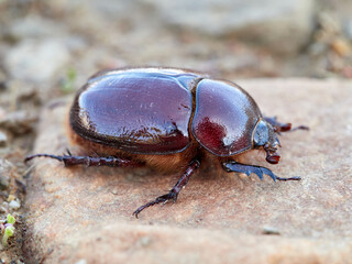 Reddish beetle on a natural background. Lesser rhinoceros beetle (Phyllognathus excavatus)