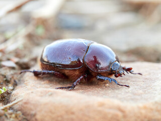 Reddish beetle on a natural background. Lesser rhinoceros beetle (Phyllognathus excavatus)