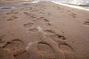 Footprints in the sand leading towards the water on a beach.