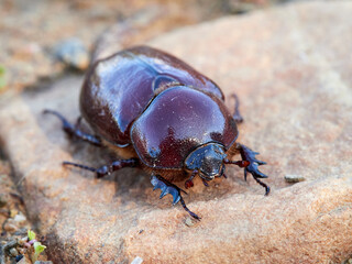 Reddish beetle on a natural background. Lesser rhinoceros beetle (Phyllognathus excavatus)