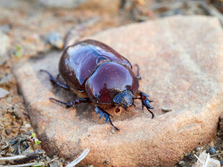Reddish beetle on a natural background. Lesser rhinoceros beetle (Phyllognathus excavatus)