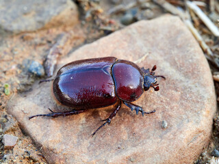 Reddish beetle on a natural background. Lesser rhinoceros beetle (Phyllognathus excavatus)