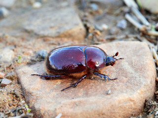 Reddish beetle on a natural background. Lesser rhinoceros beetle (Phyllognathus excavatus)