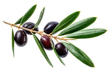 A branch of ripe black olives with green leaves against a solid black background