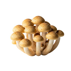 Fototapeta premium Fresh Brown Beech Mushrooms on Black Background Delicious and Healthy Fungi with Unique Texture for Culinary and Nutritional Uses