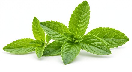 Close-up of fresh, vibrant green mint leaves, showcasing textured details against white