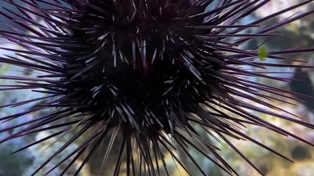 Spiny Sea Hedgehog. Close-up of a black sea urchin slowly moving against a tropical coral reef