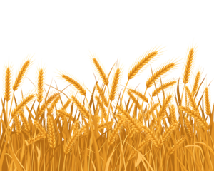 wheat field isolated on white
