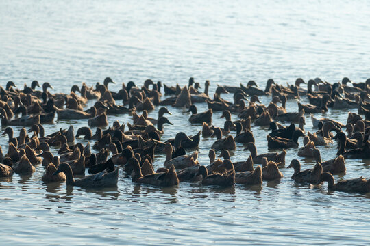 A large flock of ducks swimming on a tranquil, sunlit body of water - Powered by Adobe