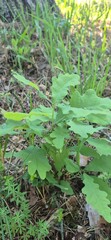 Young oak tree growing on the forest floor, symbolizing new life and nature's regeneration. Woodland ecosystem.