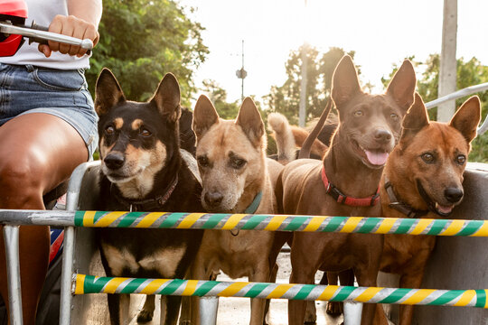 Group of thai dogs enjoying a ride with their owner