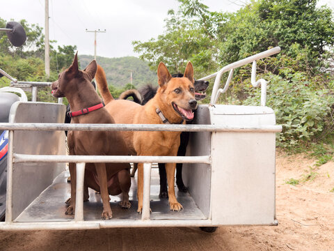 Dogs enjoying a ride in a sidecar
