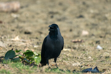 A crow stands on the ground with its beak open, surrounded by grass and dirt