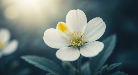 Delicate white bloom with yellow center, soft sunlight, dark bokeh background