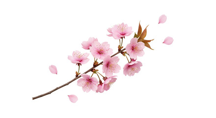 Obraz premium Delicate cherry blossom branch symbolizing renewal and love, perfect for spring decorations, wedding invitations, or feminine floral projects