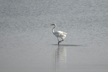 A solitary egret wades gracefully through the shallow waters of a lake