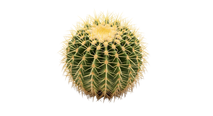 Detailed golden barrel cactus with sharp spines, presented on transparent background, ideal for botanical visuals, gardening, and desert design elements