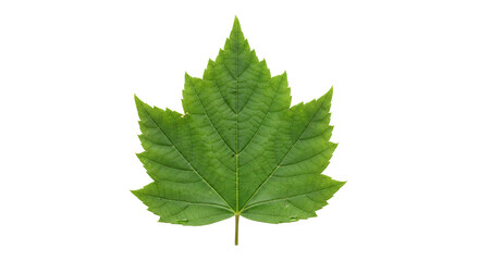 Fototapeta premium Fresh green maple leaf isolated on transparent background, perfect for nature themes, educational materials, and eco product concepts