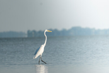 A heron wades through calm lake waters under a serene sky