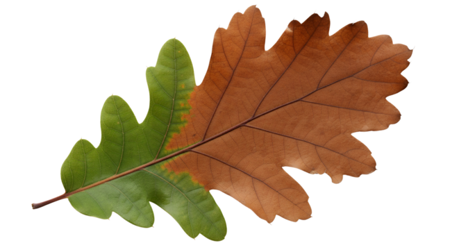 Oak leaf transition from green to brown capturing the poetic transformation from growth to decay, perfect for seasonal or nature storytelling visuals