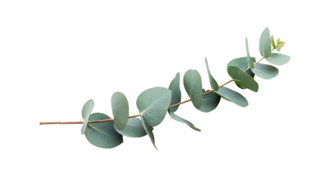 Soft eucalyptus branch representing calm and purity, suitable for spa branding, herbal packaging, or natural lifestyle visuals