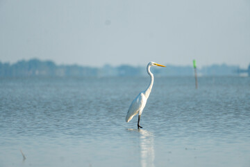 A solitary heron stands still in the tranquil lake