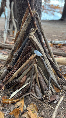 Fairy House by the Ocean with Pine Cones