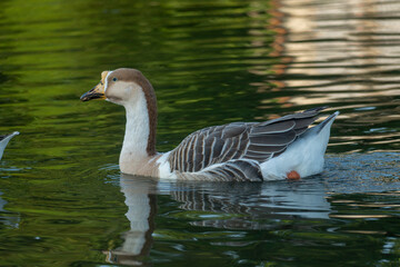 A goose swimming gracefully on a reflective water surface