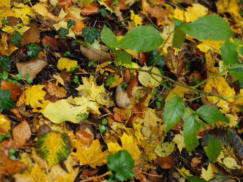 Snail laying on Forest Floor Covered With Colorful Autumn Leaves