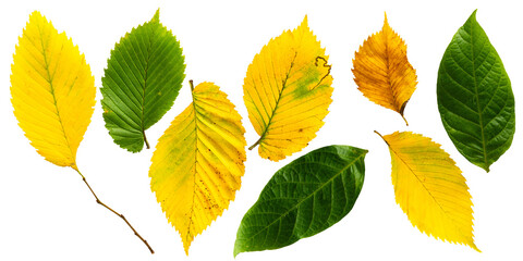 Fototapeta premium Birch Leaves PNG Transparent