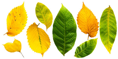 Obraz premium Assorted Autumn Leaves PNG
