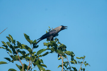 A crow perched on a leafy branch under a clear blue sky