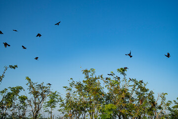 Birds soar above treetops in a clear blue sky