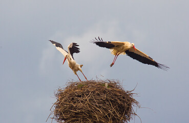 White Stork (Ciconia ciconia) is a summer migrant in Turkey. It comes to Turkey to breed. It is common in the Tigris Valley in Diyarbakir.